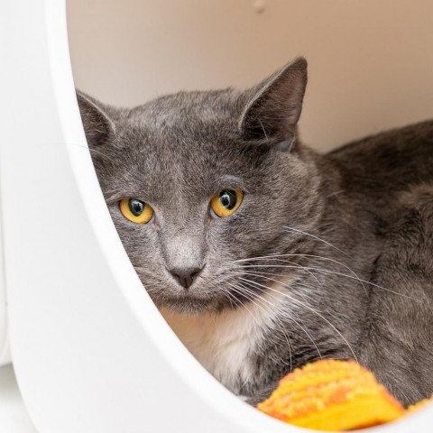 Cat for adoption - Star, a Domestic Short Hair in New York, NY | Petfinder