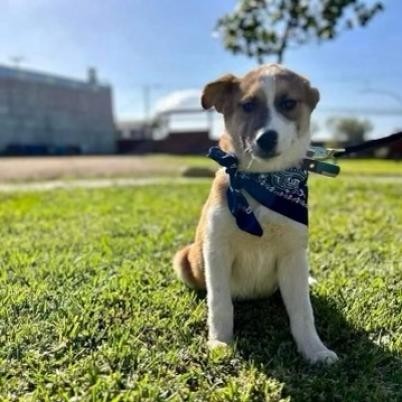 Duke