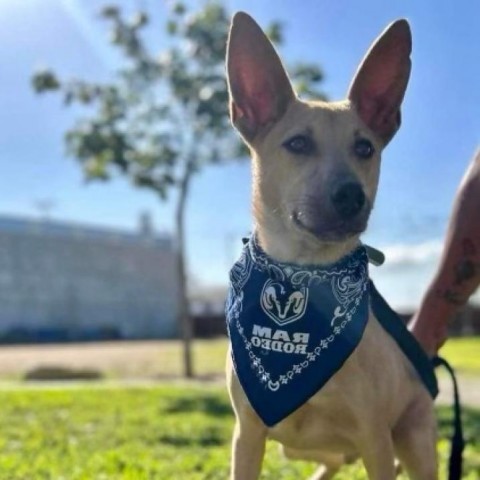 Jack, an adoptable Basenji & Carolina Dog Mix in San Diego, CA_image-1