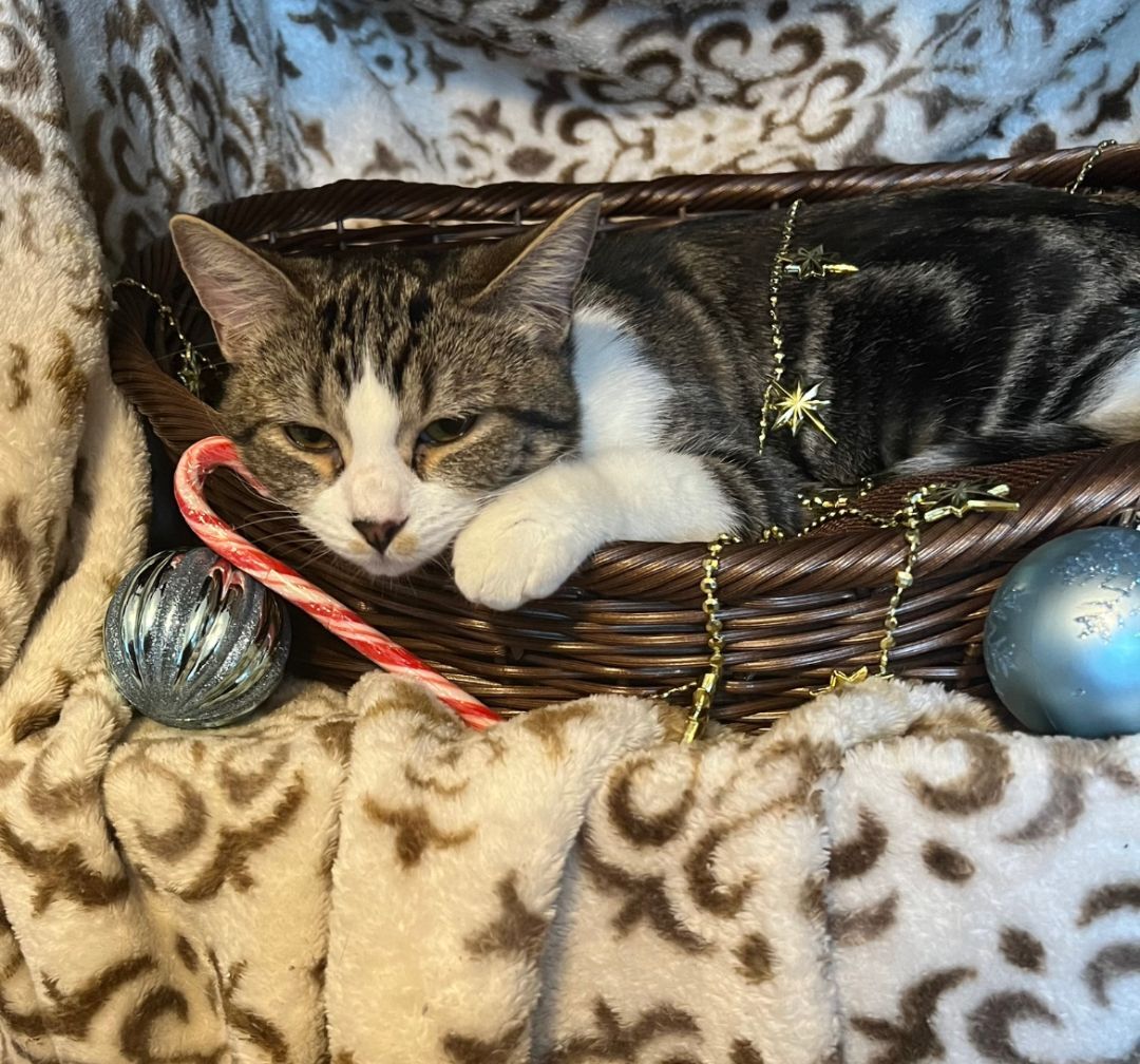 baby flintii, an adoptable Abyssinian, Domestic Short Hair in Canoga Park, CA, 91303 | Photo Image 3