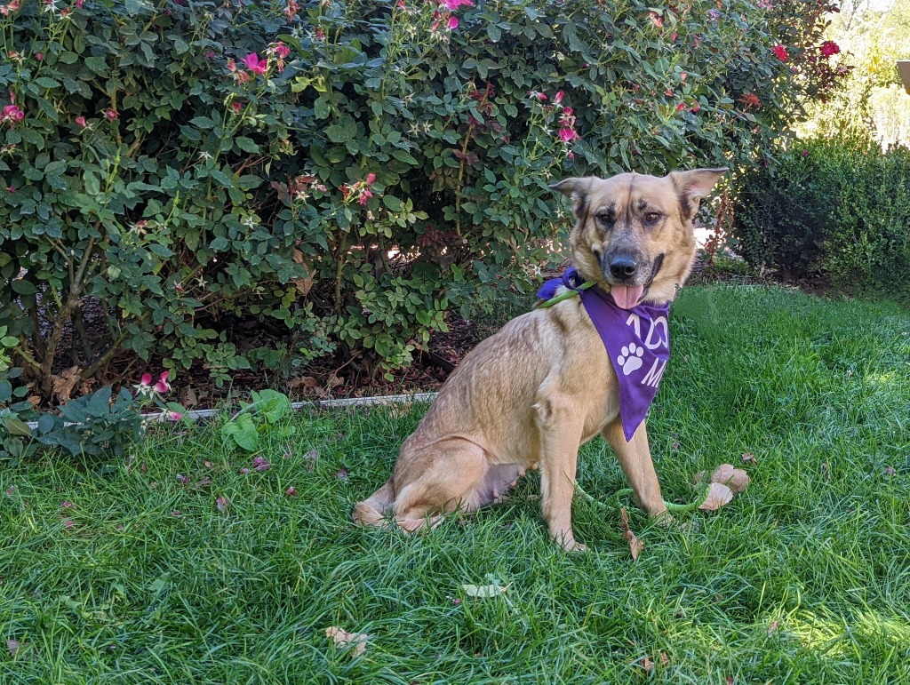 Nova, an adoptable Shepherd in Salt Lake City, UT, 84117 | Photo Image 1