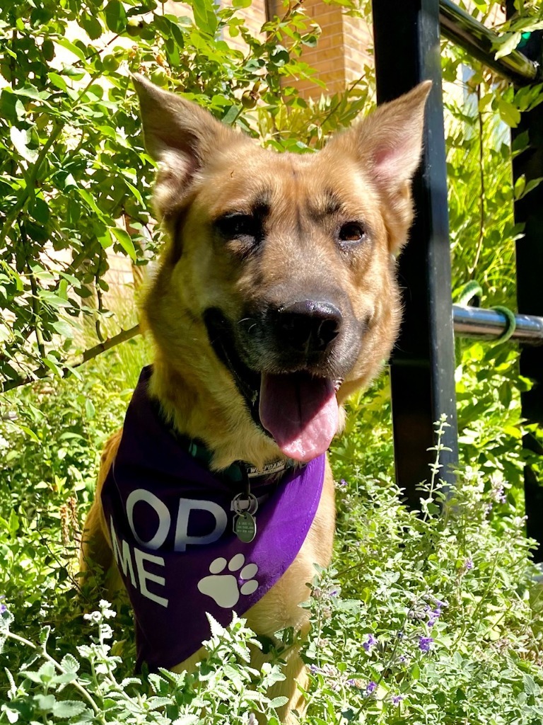 Nova, an adoptable Shepherd in Salt Lake City, UT, 84117 | Photo Image 2