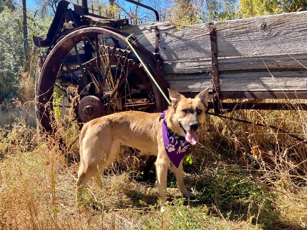 Nova, an adoptable Shepherd in Salt Lake City, UT, 84117 | Photo Image 3