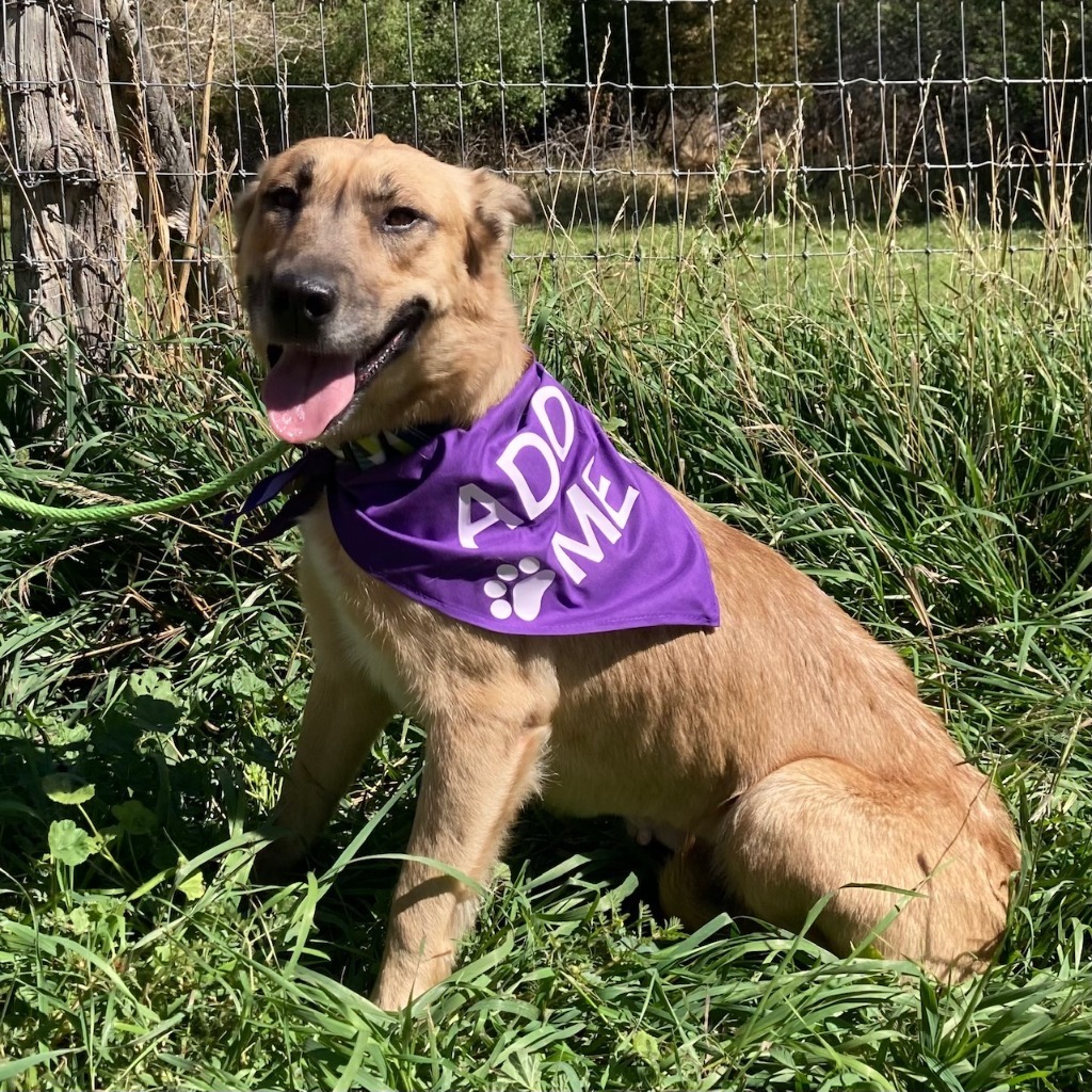 Nova, an adoptable Shepherd in Salt Lake City, UT, 84117 | Photo Image 4