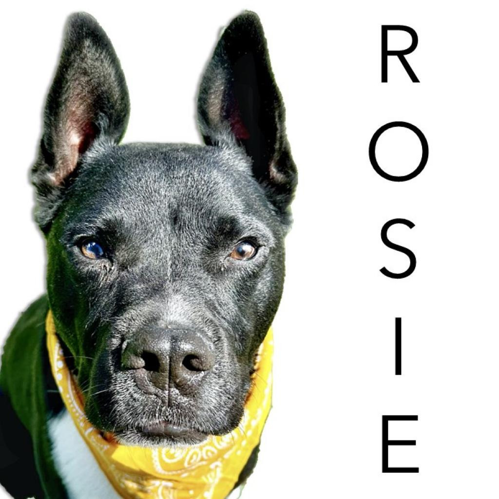 Rosie