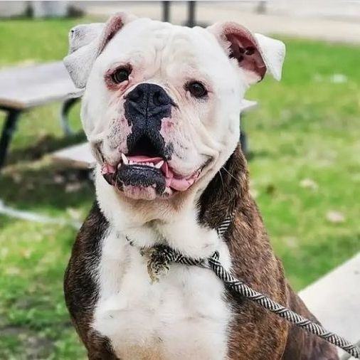 English sales bulldog mix