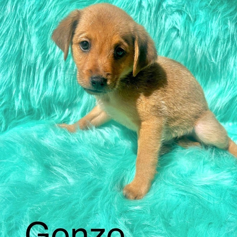 Gonzo detail page