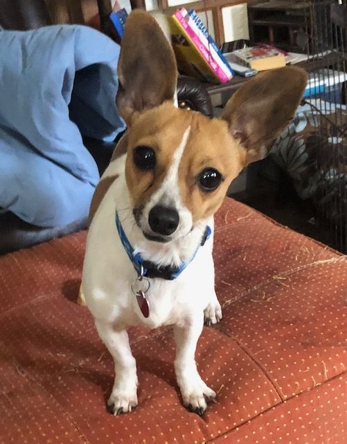 Toy fox terrier 2024 mixed with chihuahua