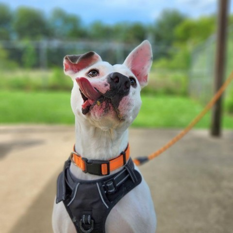Fez, an adoptable American Bulldog in Tuscaloosa, AL, 35401 | Photo Image 1
