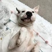 Fez, an adoptable American Bulldog in Tuscaloosa, AL, 35401 | Photo Image 4