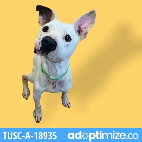 Fez, an adoptable American Bulldog in Tuscaloosa, AL, 35401 | Photo Image 5