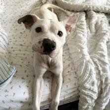 Fez, an adoptable American Bulldog in Tuscaloosa, AL, 35401 | Photo Image 6