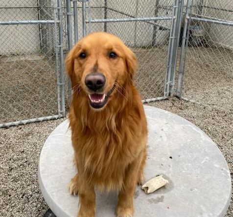 Luke, an adopted Golden Retriever in Waterville, OH_image-3