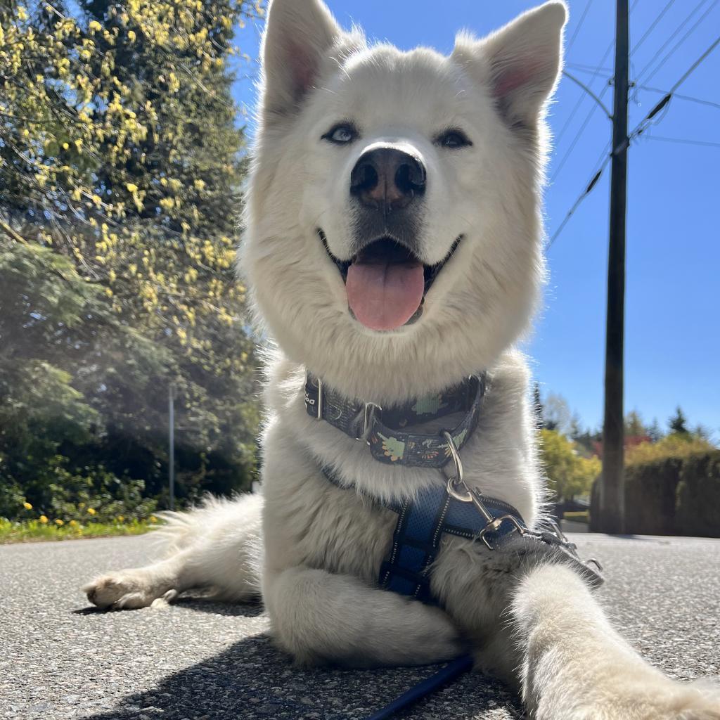 Steve, an adoptable Husky, German Shepherd Dog in Lions Bay, BC, V0N 2E0 | Photo Image 2