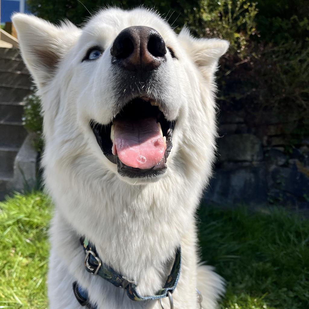 Steve, an adoptable Husky in Lions Bay, BC, V0N 2E0 | Photo Image 3