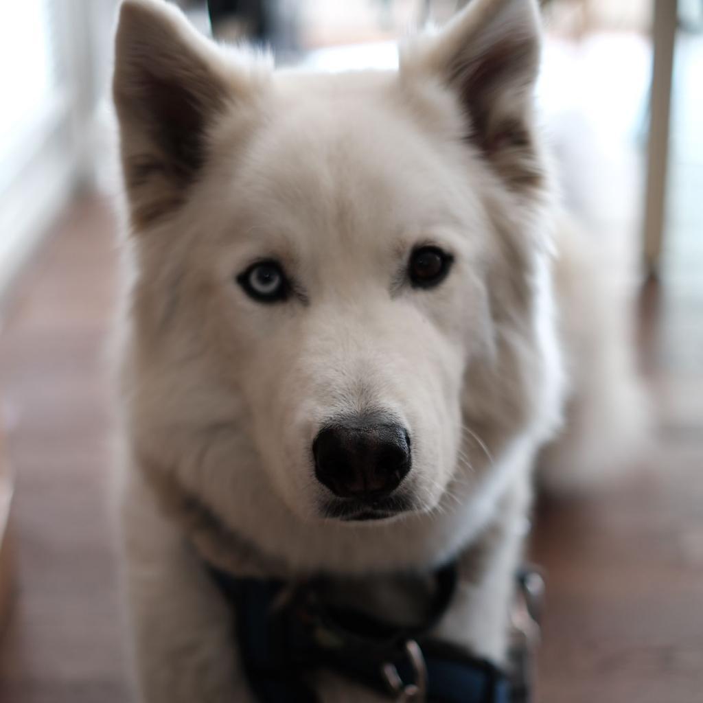 Steve, an adoptable Husky in Lions Bay, BC, V0N 2E0 | Photo Image 4