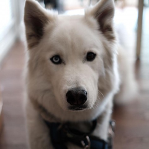 Steve, an adoptable Husky, German Shepherd Dog in Lions Bay, BC, V0N 2E0 | Photo Image 5