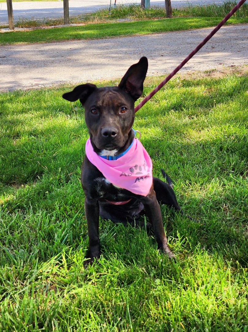 Cheryl /Aggie, an adoptable Terrier in Clinton, MO, 64735 | Photo Image 1