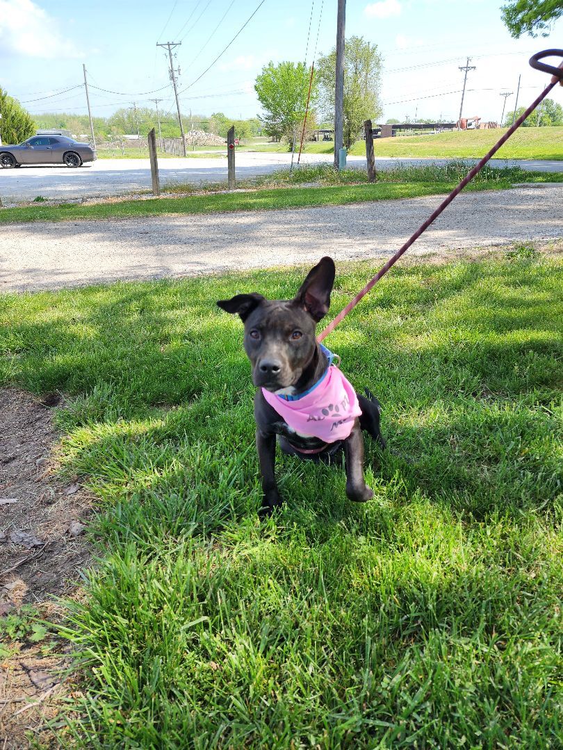 Cheryl /Aggie, an adoptable Terrier in Clinton, MO, 64735 | Photo Image 2