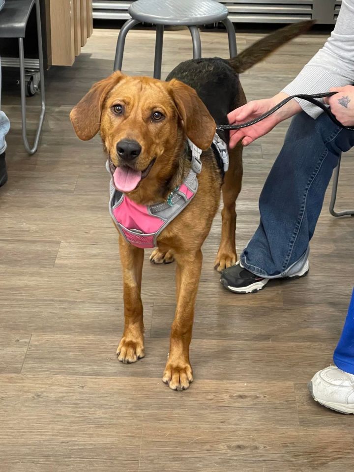 Bloodhound and store golden retriever mix