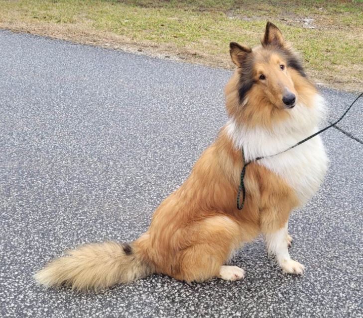 how to gove a rough collie a haircut