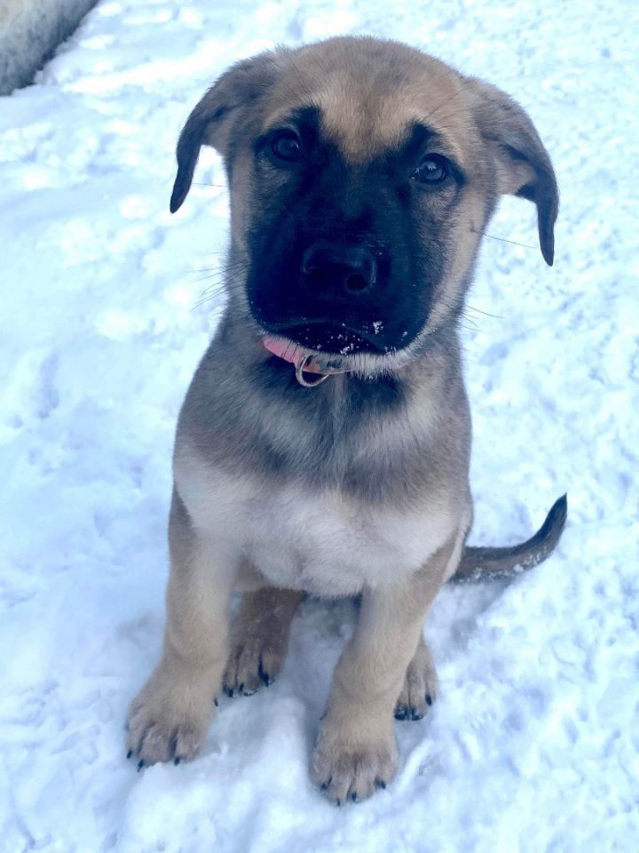 Meeko, an adoptable Mixed Breed in Saskatoon, SK_image-3