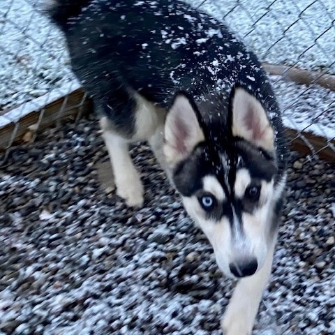 Juneau, an adoptable Pomsky & Siberian Husky Mix in Rochester, NY_image-3