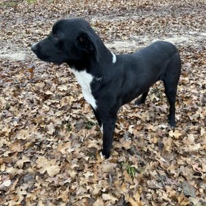 Eckert, Adult Male Mixed Breed