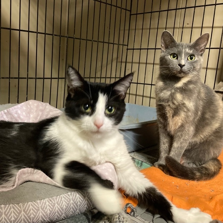 Mindy and Cindy (bonded pair)