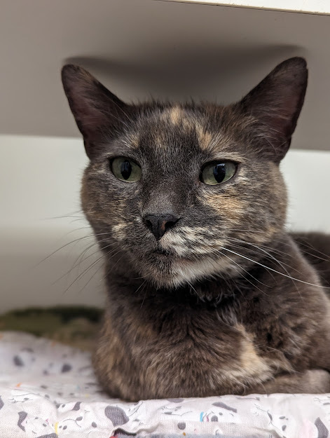 Kathy, an adoptable Domestic Short Hair in Bellingham, WA_image-3