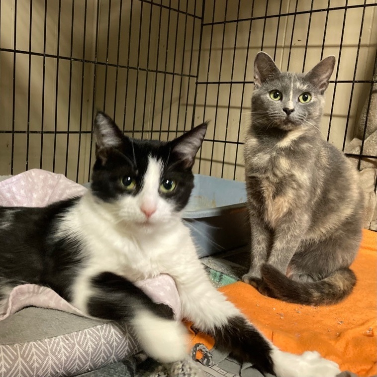 Cindy and Mindy (bonded pair) 