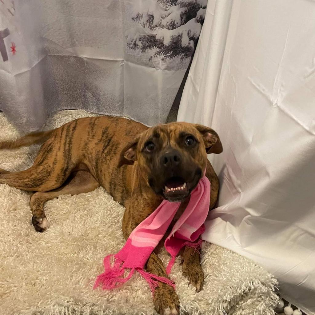 Lilly, an adoptable Boxer in Spring, TX, 77388 | Photo Image 4