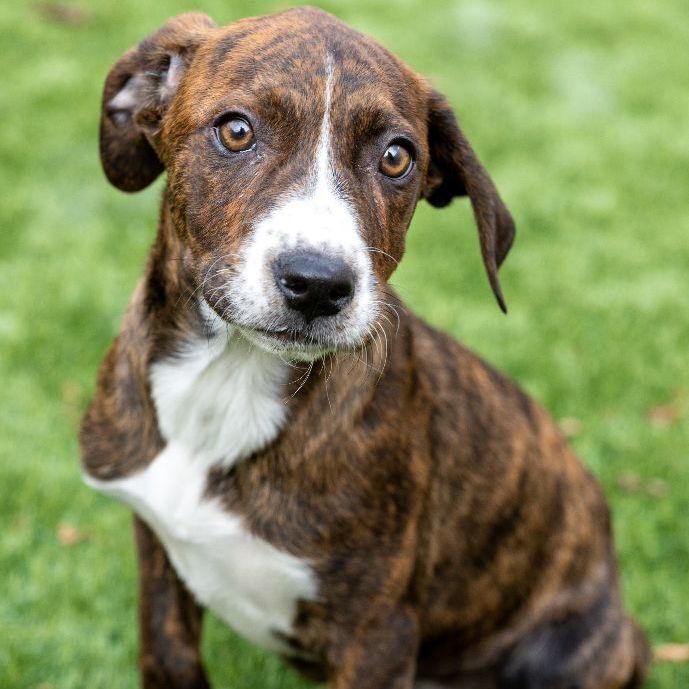 Peach, an adoptable Mountain Cur Mix in Naperville, IL_image-3