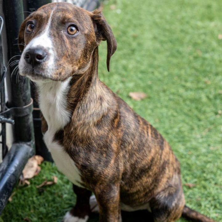 Peach, an adoptable Mountain Cur Mix in Naperville, IL_image-5