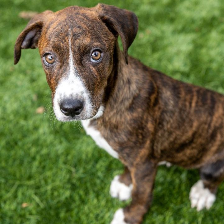 Peach, an adoptable Mountain Cur Mix in Naperville, IL_image-6