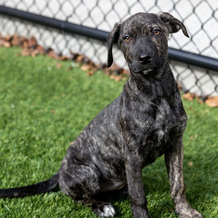 Georgia, an adoptable Mountain Cur Mix in Naperville, IL_image-5