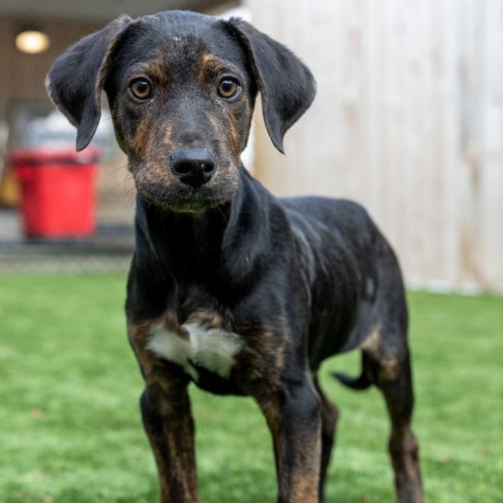 Bruno, an adoptable Mountain Cur Mix in Naperville, IL_image-4