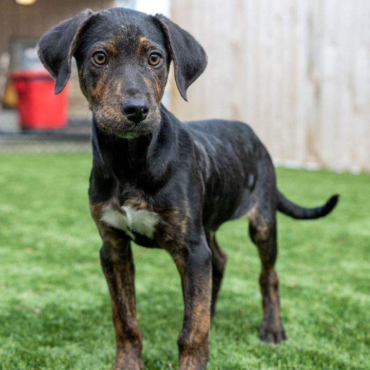 Bruno, an adoptable Mountain Cur Mix in Naperville, IL_image-5