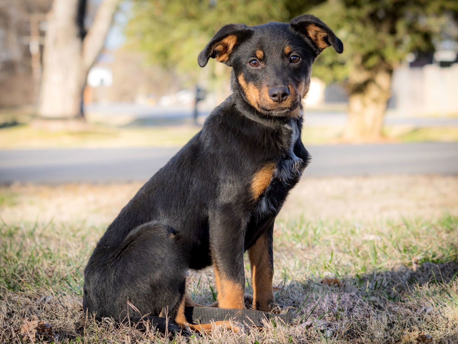 PUPPY FAITH 26 lbs., an adoptable Cattle Dog in Franklin, TN, 37069 | Photo Image 1