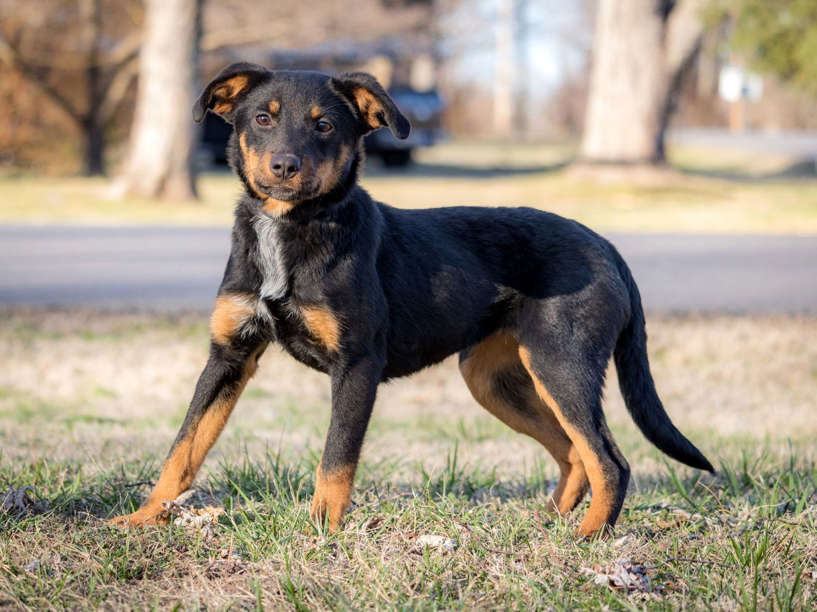 PUPPY FAITH 26 lbs., an adoptable Terrier in Franklin, TN, 37069 | Photo Image 2