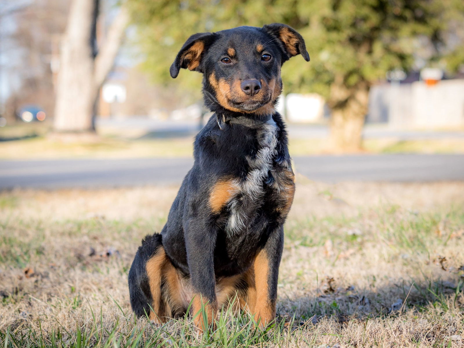 PUPPY FAITH 26 lbs., an adoptable Terrier in Franklin, TN, 37069 | Photo Image 3