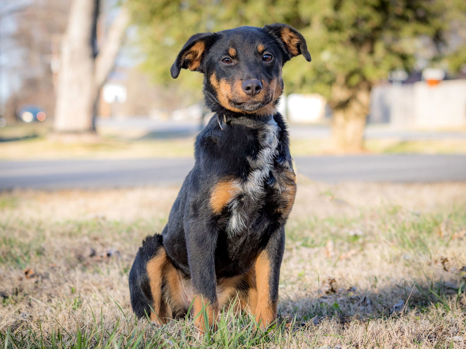 PUPPY FAITH 26 lbs., an adoptable Cattle Dog in Franklin, TN, 37069 | Photo Image 3