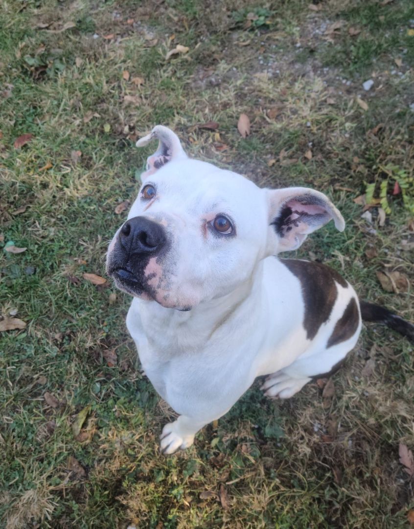 Bruno, an adoptable American Bulldog in Jerseyville, IL, 62052 | Photo Image 2