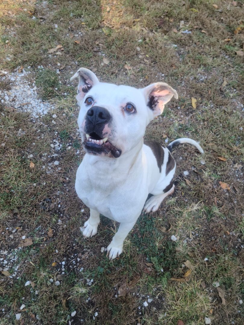 Bruno, an adoptable American Bulldog in Jerseyville, IL, 62052 | Photo Image 1