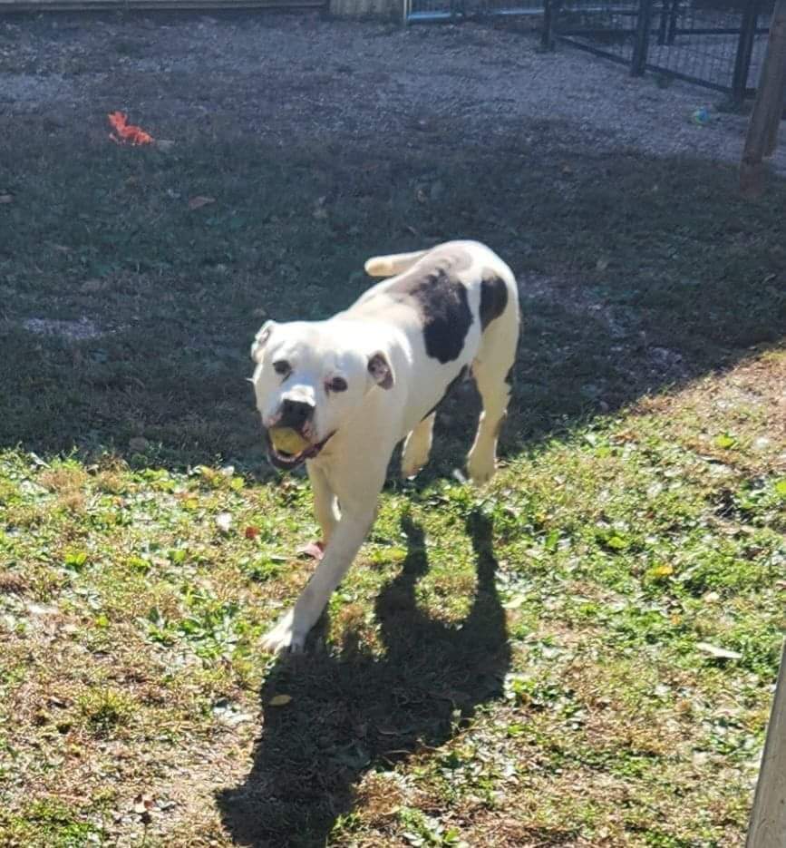 Bruno, an adoptable American Bulldog in Jerseyville, IL, 62052 | Photo Image 3