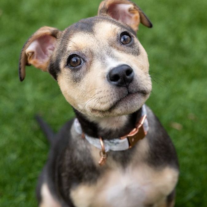 Cara, an adoptable Terrier Mix in Naperville, IL_image-1