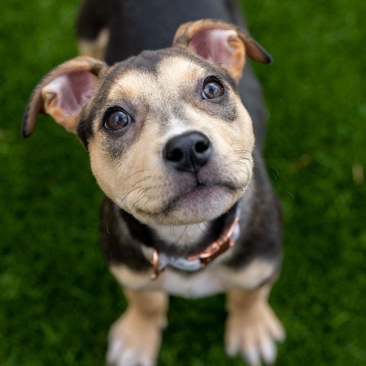 Cara, an adoptable Terrier Mix in Naperville, IL_image-6