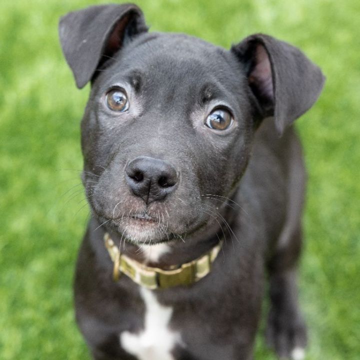 Carlin, an adoptable Terrier Mix in Naperville, IL_image-1
