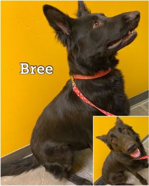 Bree