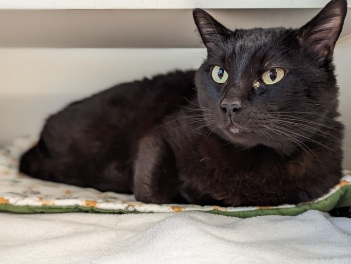 Mr. Pickles, an adoptable Domestic Short Hair in Bellingham, WA_image-2